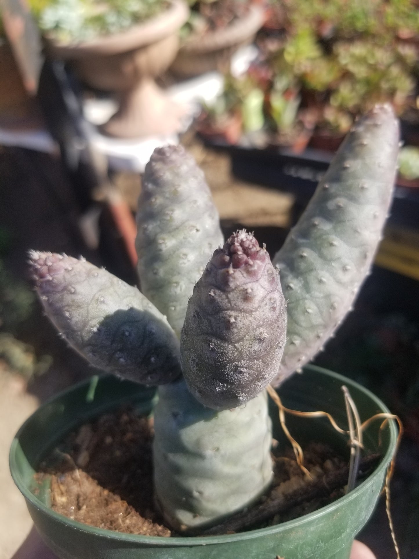 Tephrocatus Articulatus "Pinecone Cactus" (4" Pot)