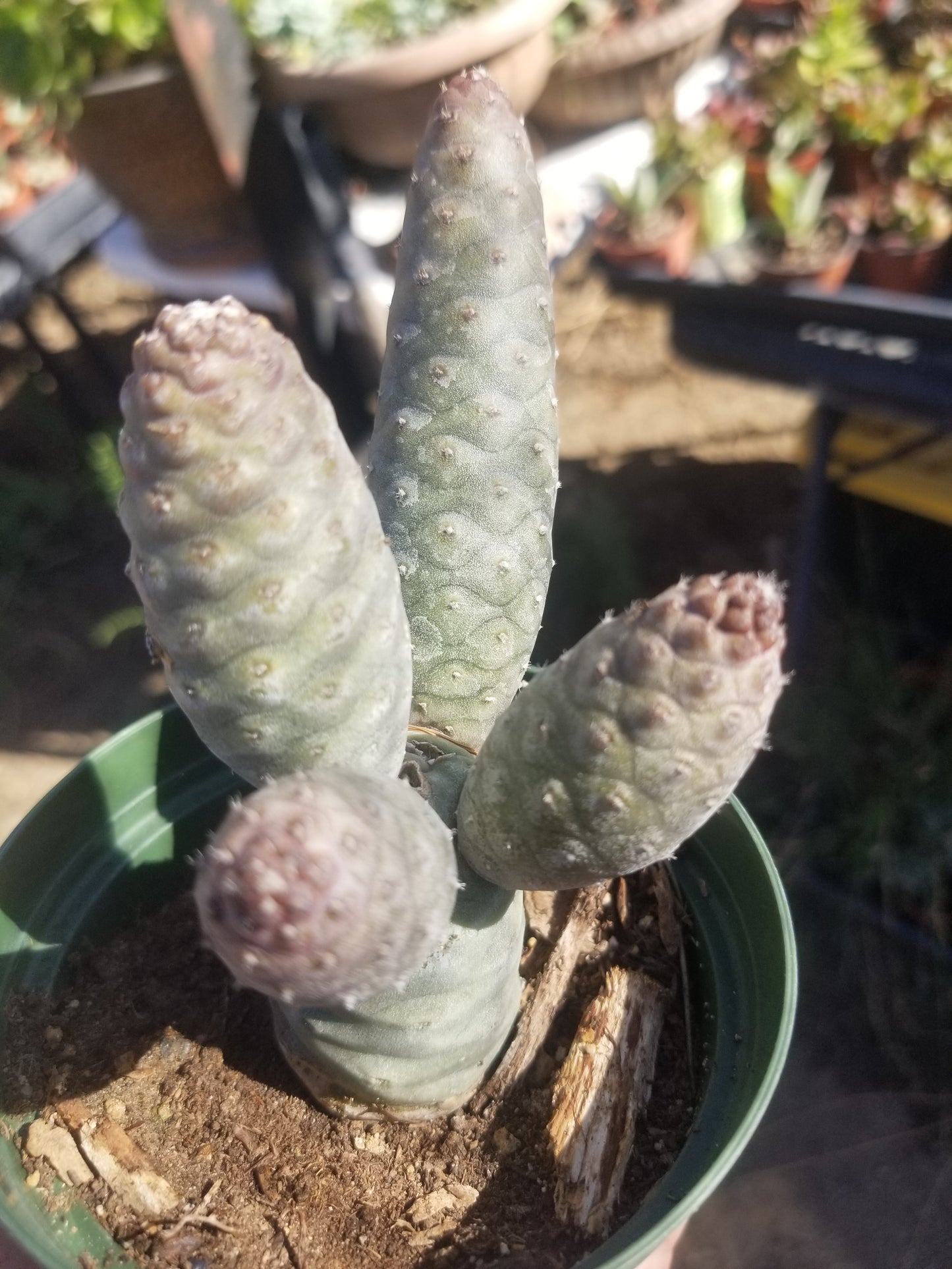 Tephrocatus Articulatus "Pinecone Cactus" (4" Pot)