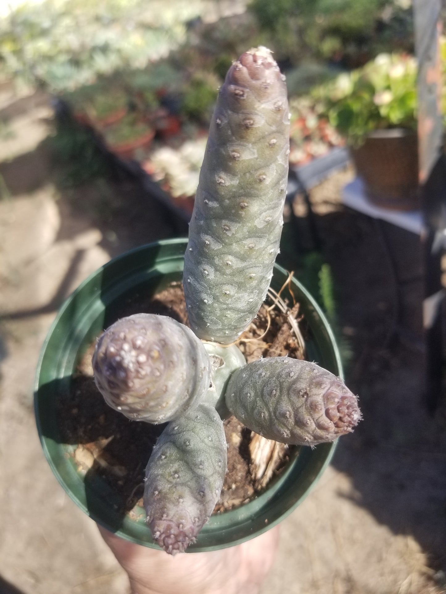 Tephrocatus Articulatus "Pinecone Cactus" (4" Pot)