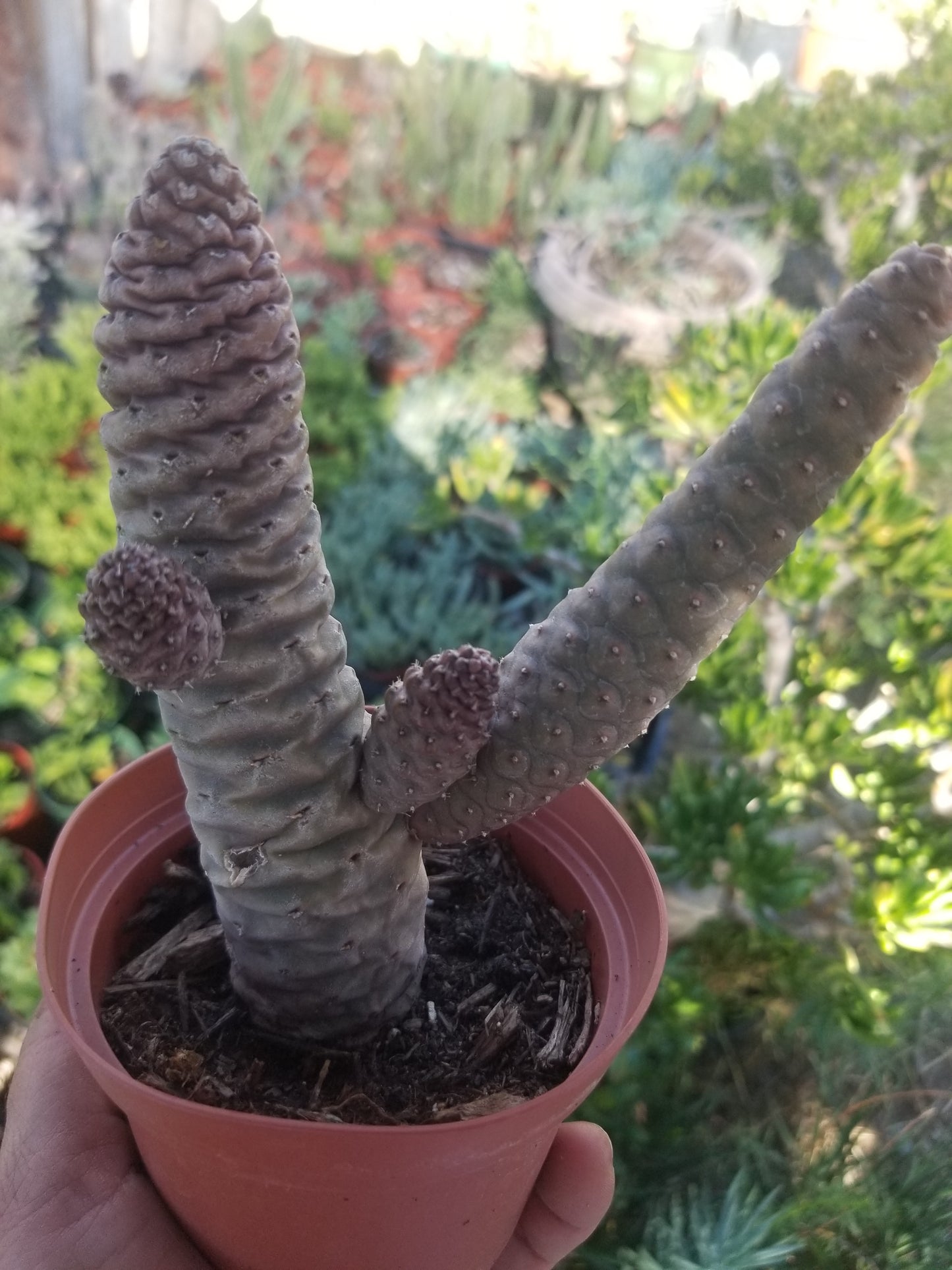 Tephrocatus Articulatus "Pinecone Cactus" (4" Pot)