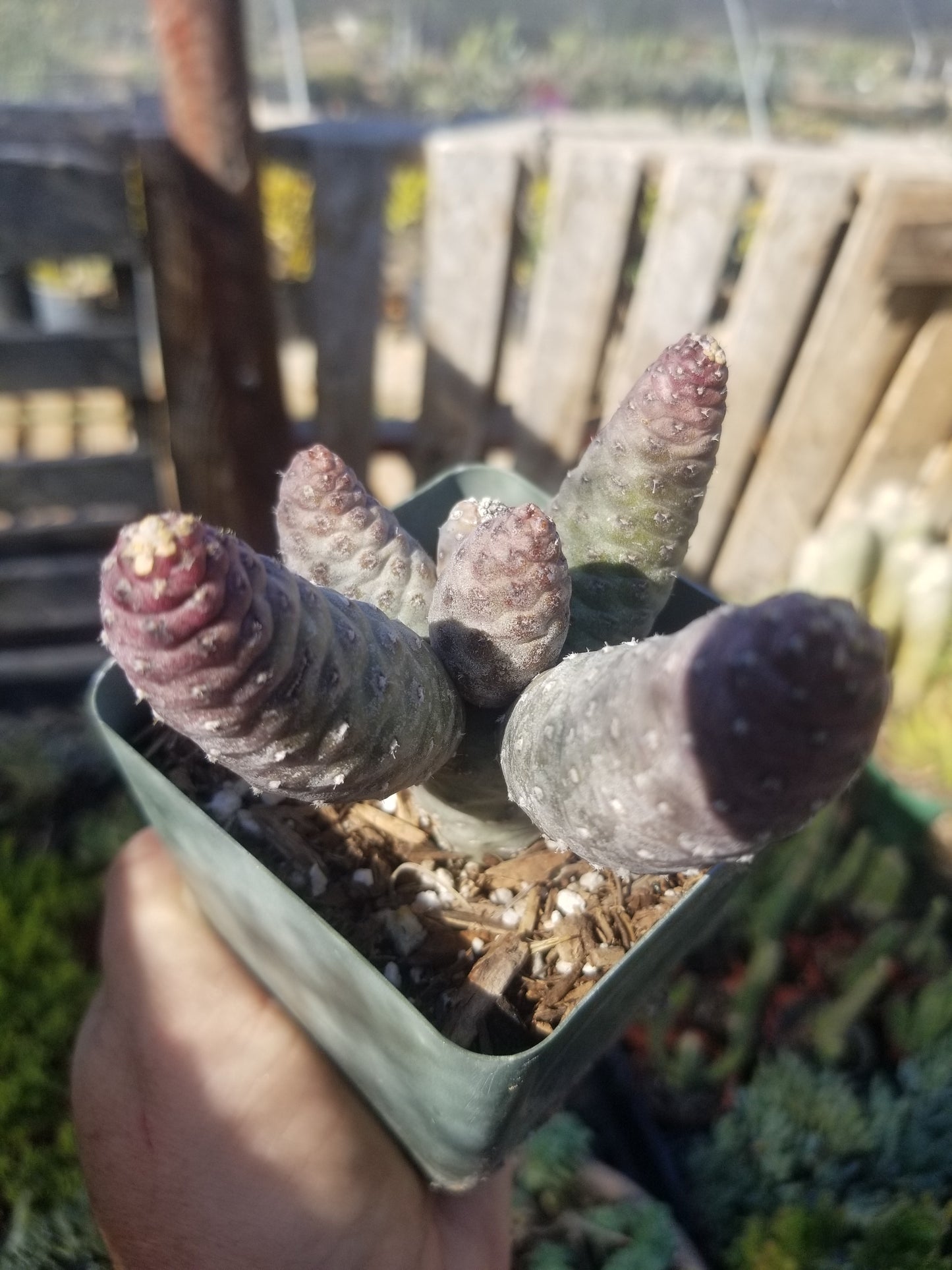 Tephrocatus Articulatus "Pinecone Cactus" (4" Pot)