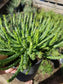 Euphorbia Flanaganii Medusa