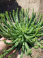 Euphorbia Flanaganii Medusa