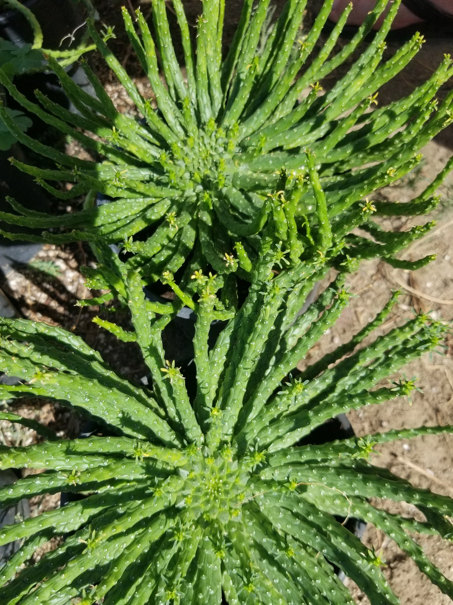 Euphorbia Flanaganii Medusa