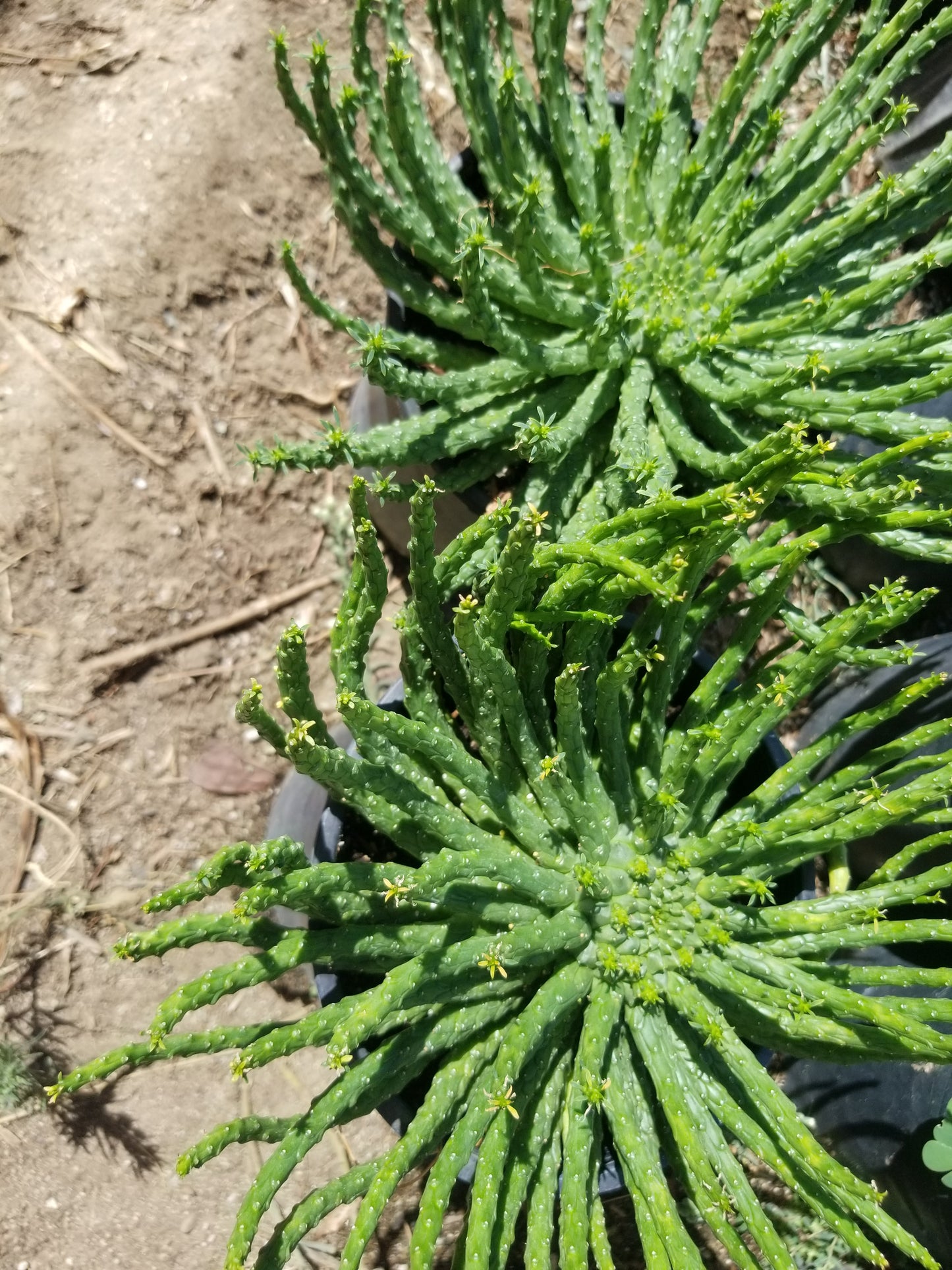 Euphorbia Flanaganii Medusa