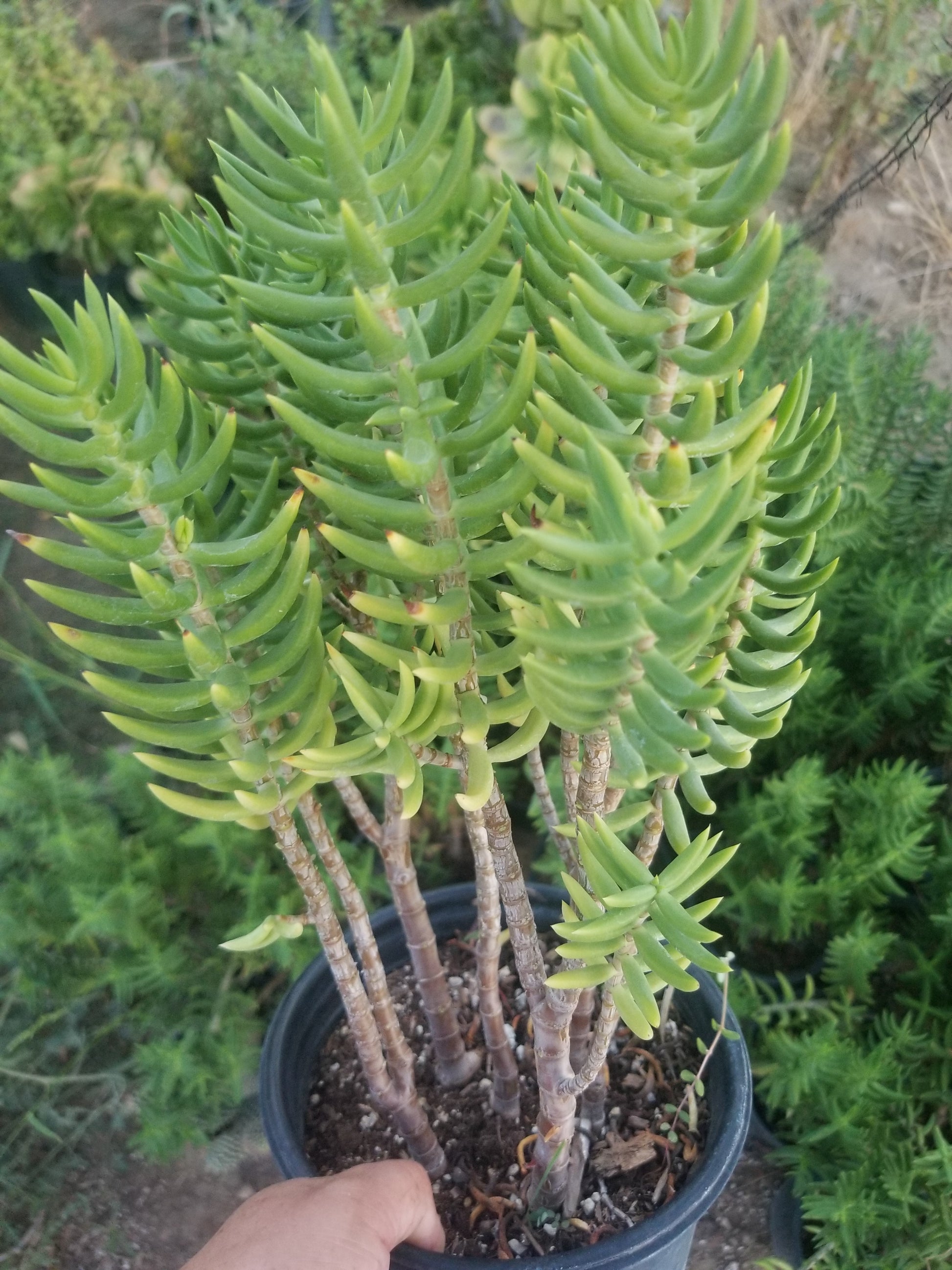 succulent with tree like stem Crassula Tetragona Tree – Beaultiful Desert Plants