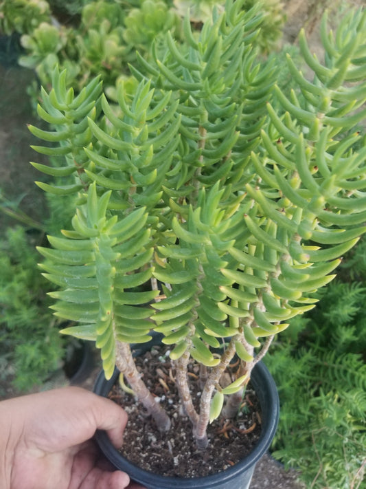 Crassula Tetragona Tree