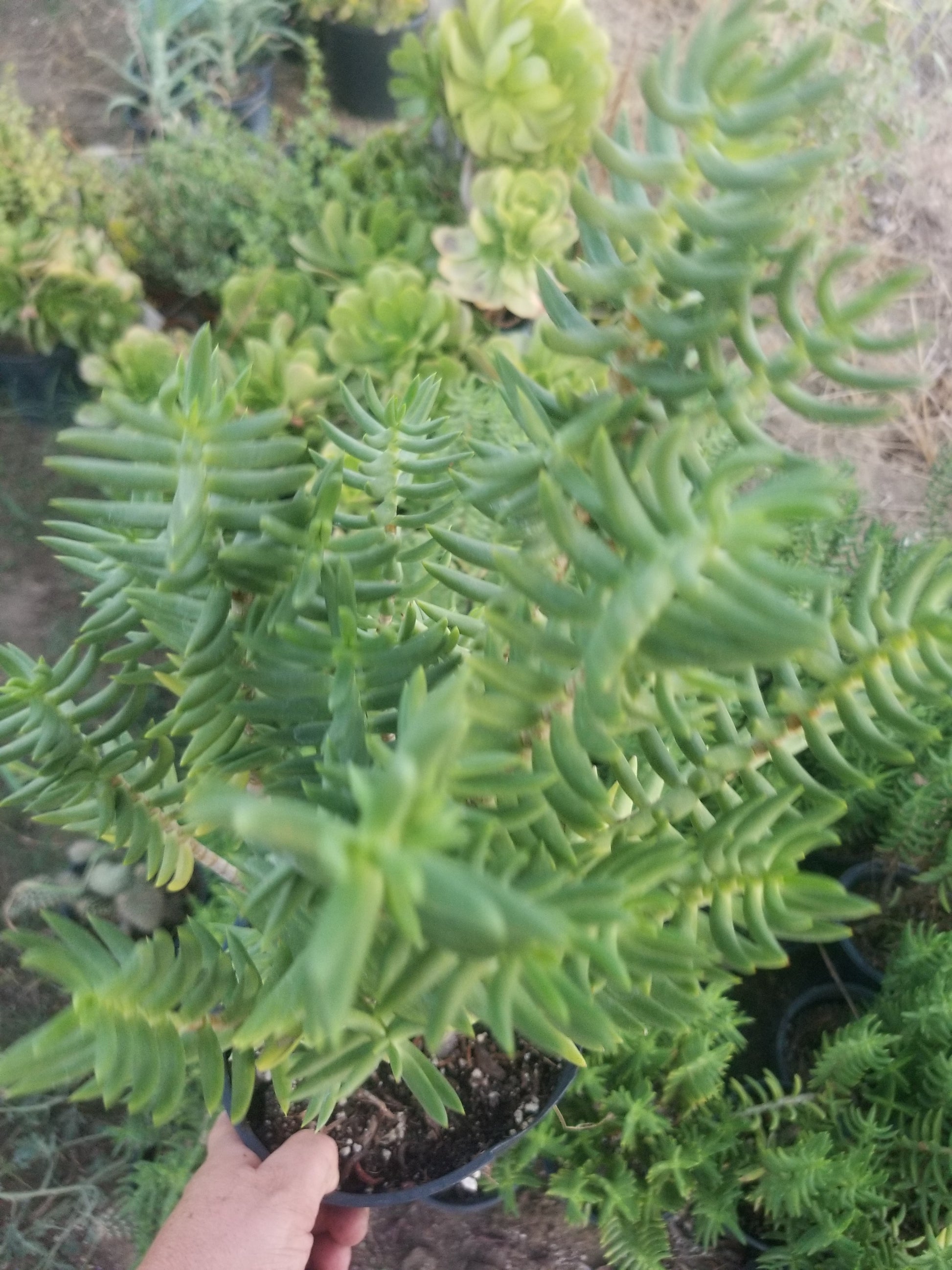Large Miniature Pine Tree, Succulent, Crassula Tetragona Rooted