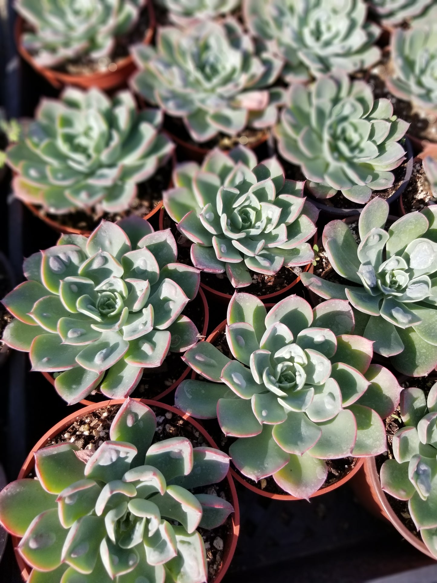 4" Echeveria Raindrops