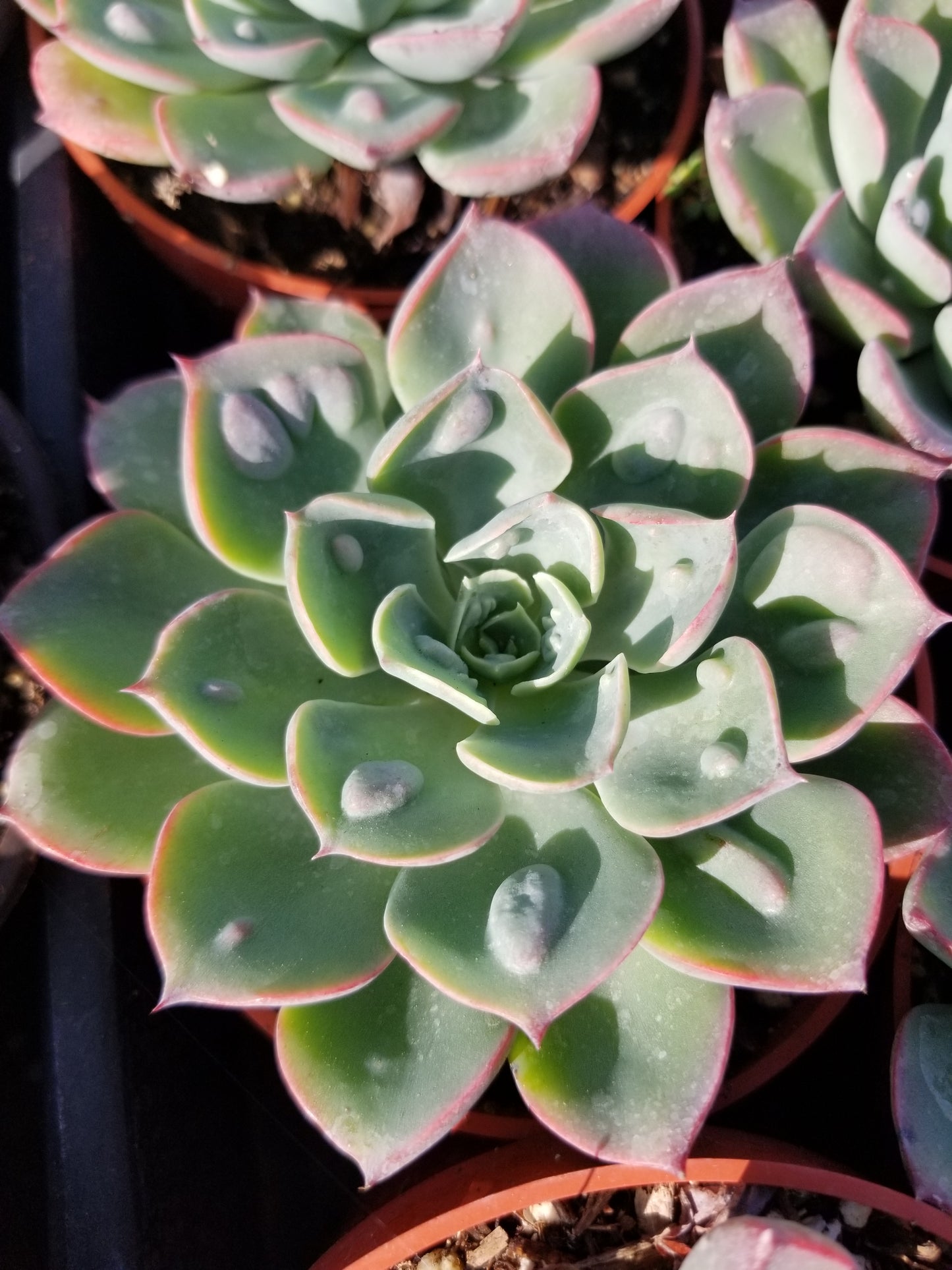 4" Echeveria Raindrops