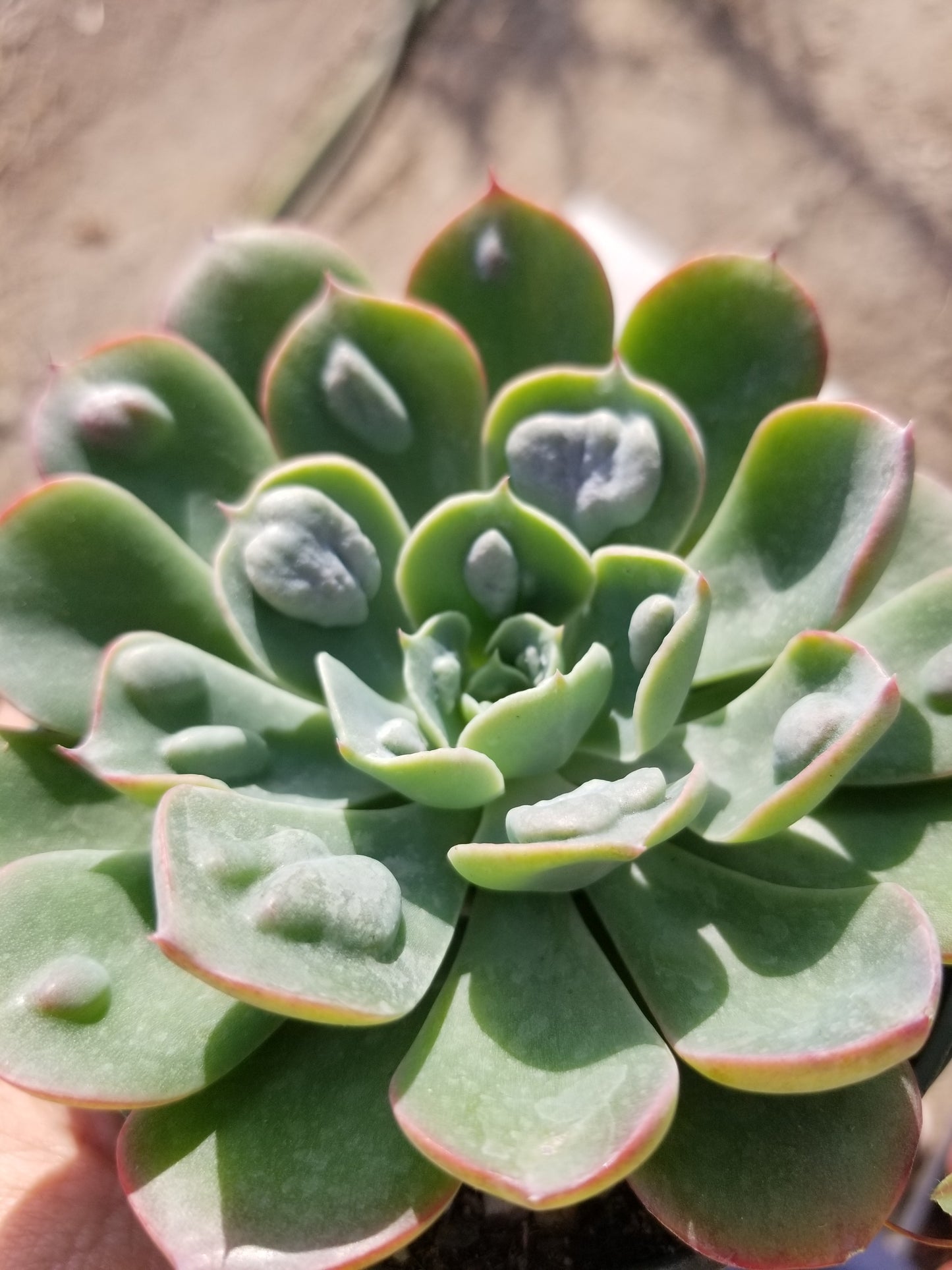 4" Echeveria Raindrops