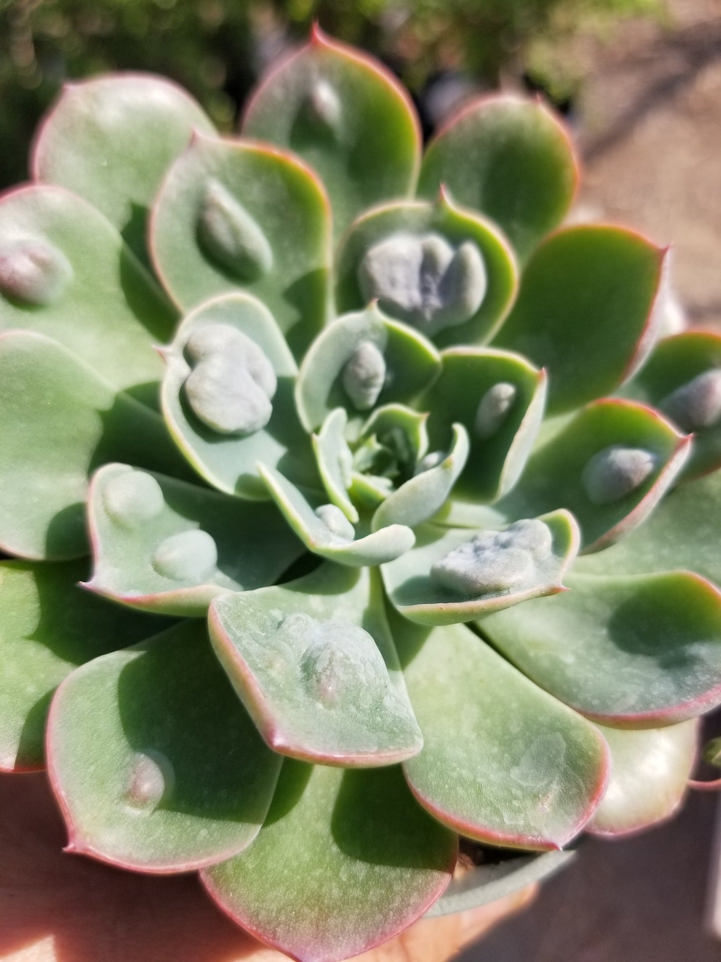 4" Echeveria Raindrops