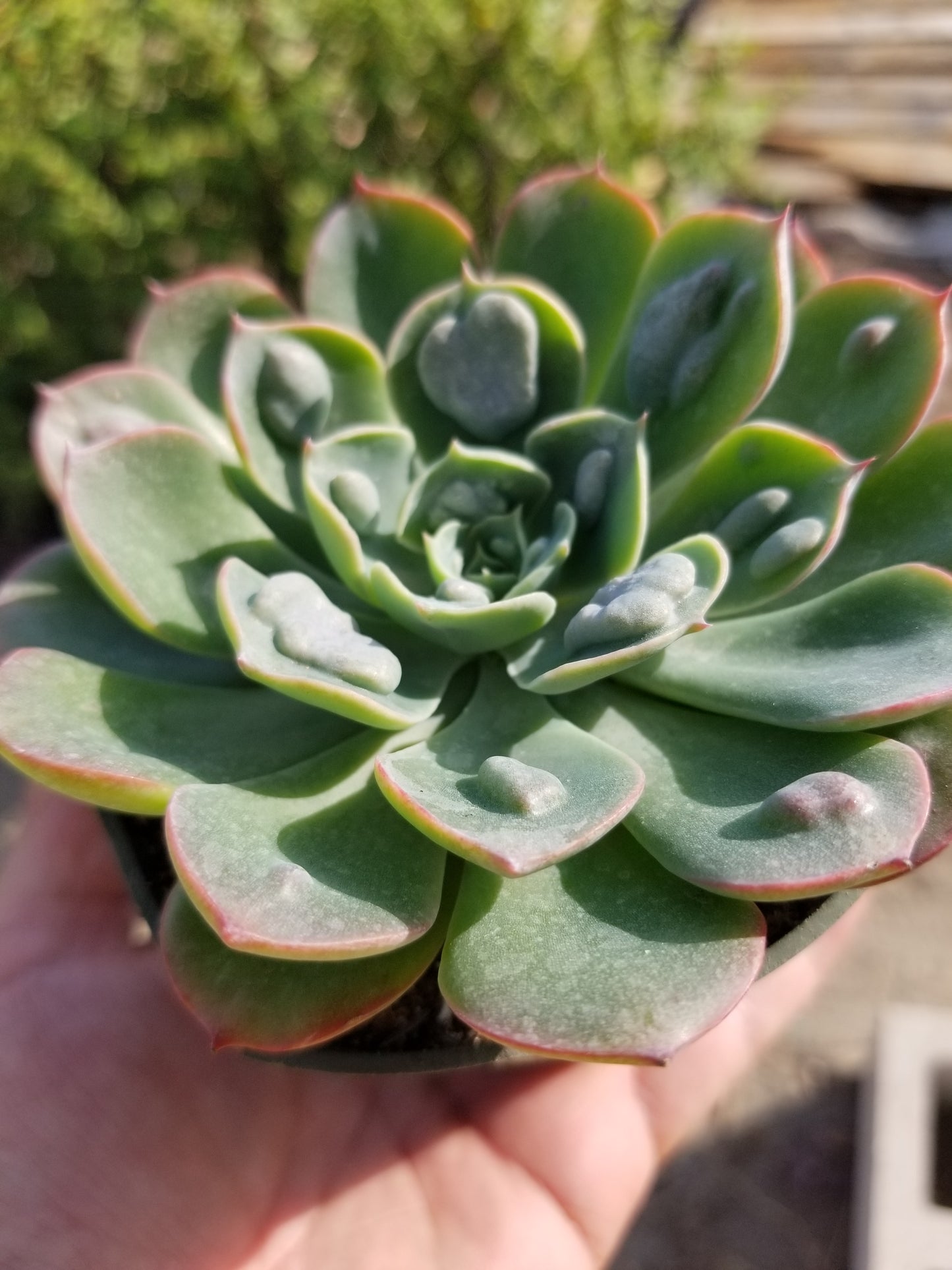 4" Echeveria Raindrops