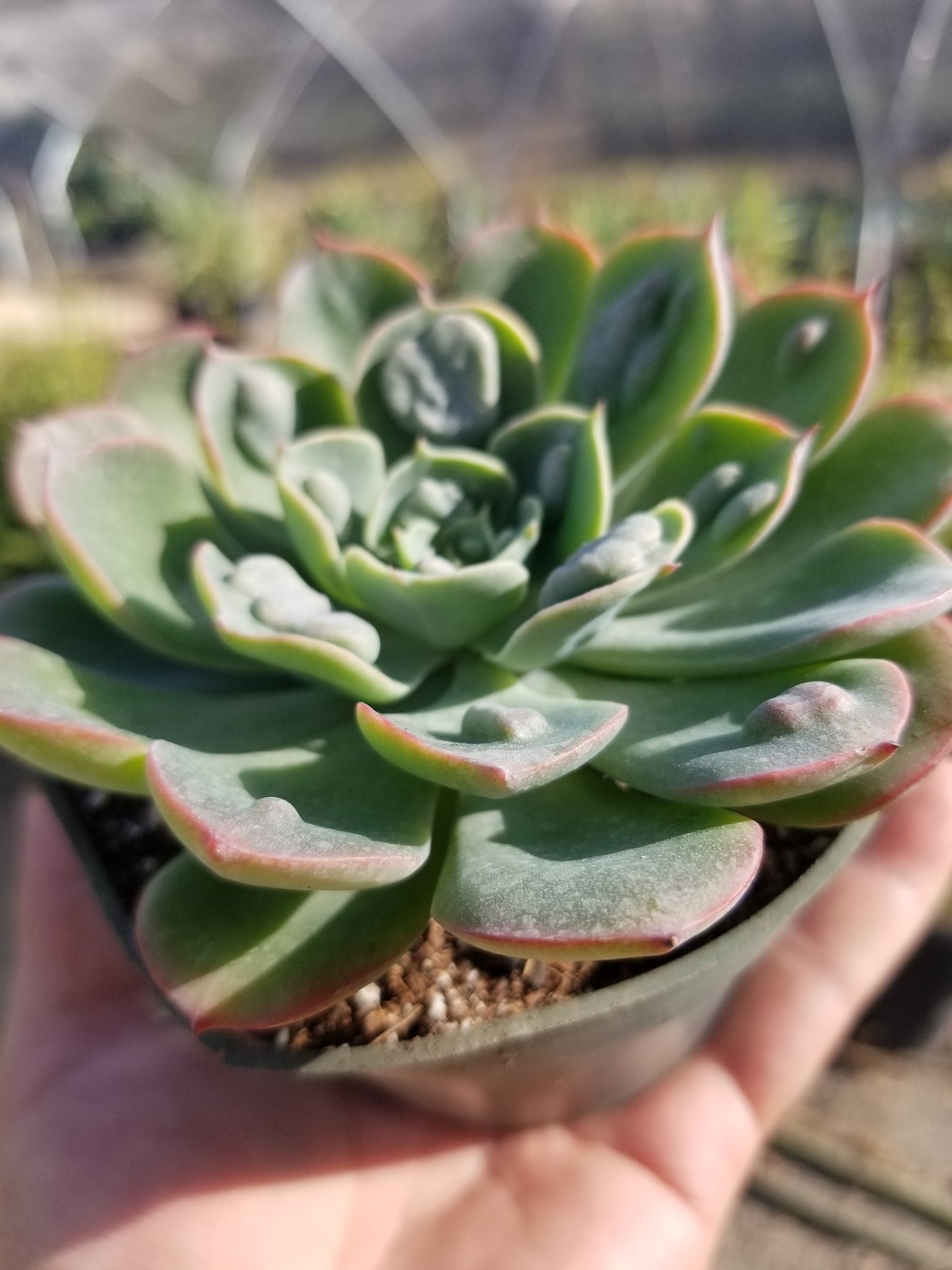 4" Echeveria Raindrops