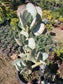 Crassula Arborenscens Tree "Silver Dollar Plant"