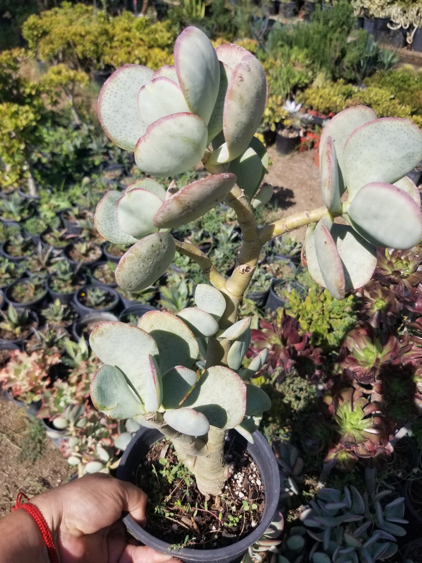 Crassula Arborenscens Tree "Silver Dollar Plant"