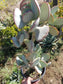 Crassula Arborenscens Tree "Silver Dollar Plant"