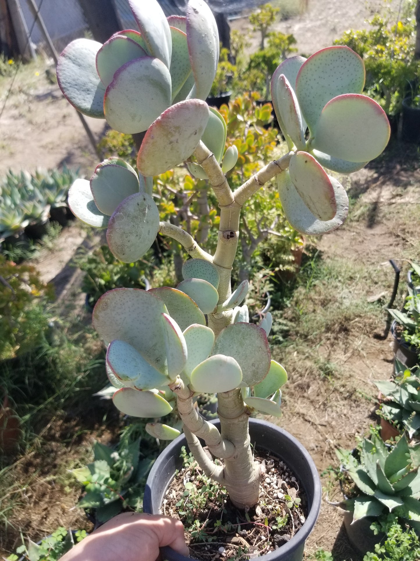 Crassula Arborenscens Tree "Silver Dollar Plant"