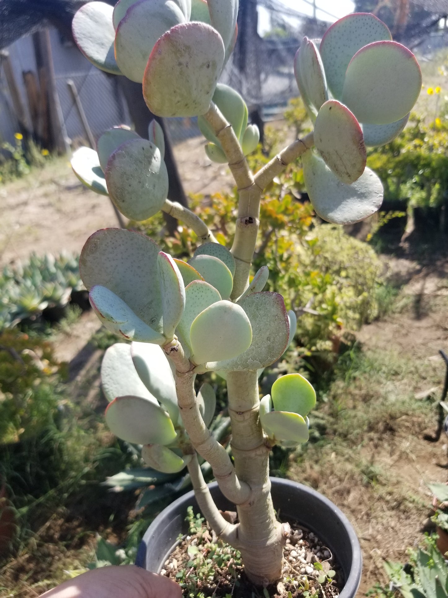 Crassula Arborenscens Tree "Silver Dollar Plant"