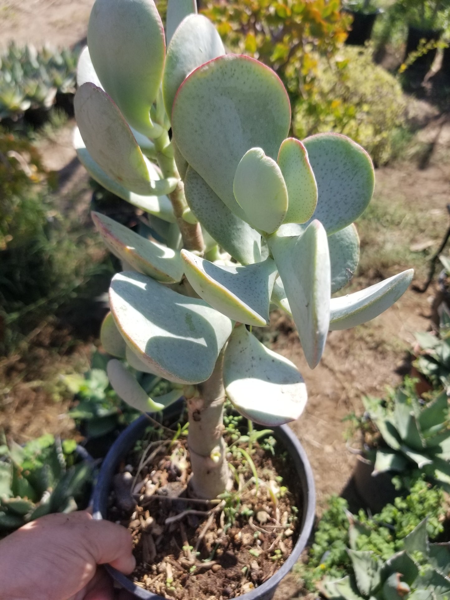 Crassula Arborenscens Tree "Silver Dollar Plant"