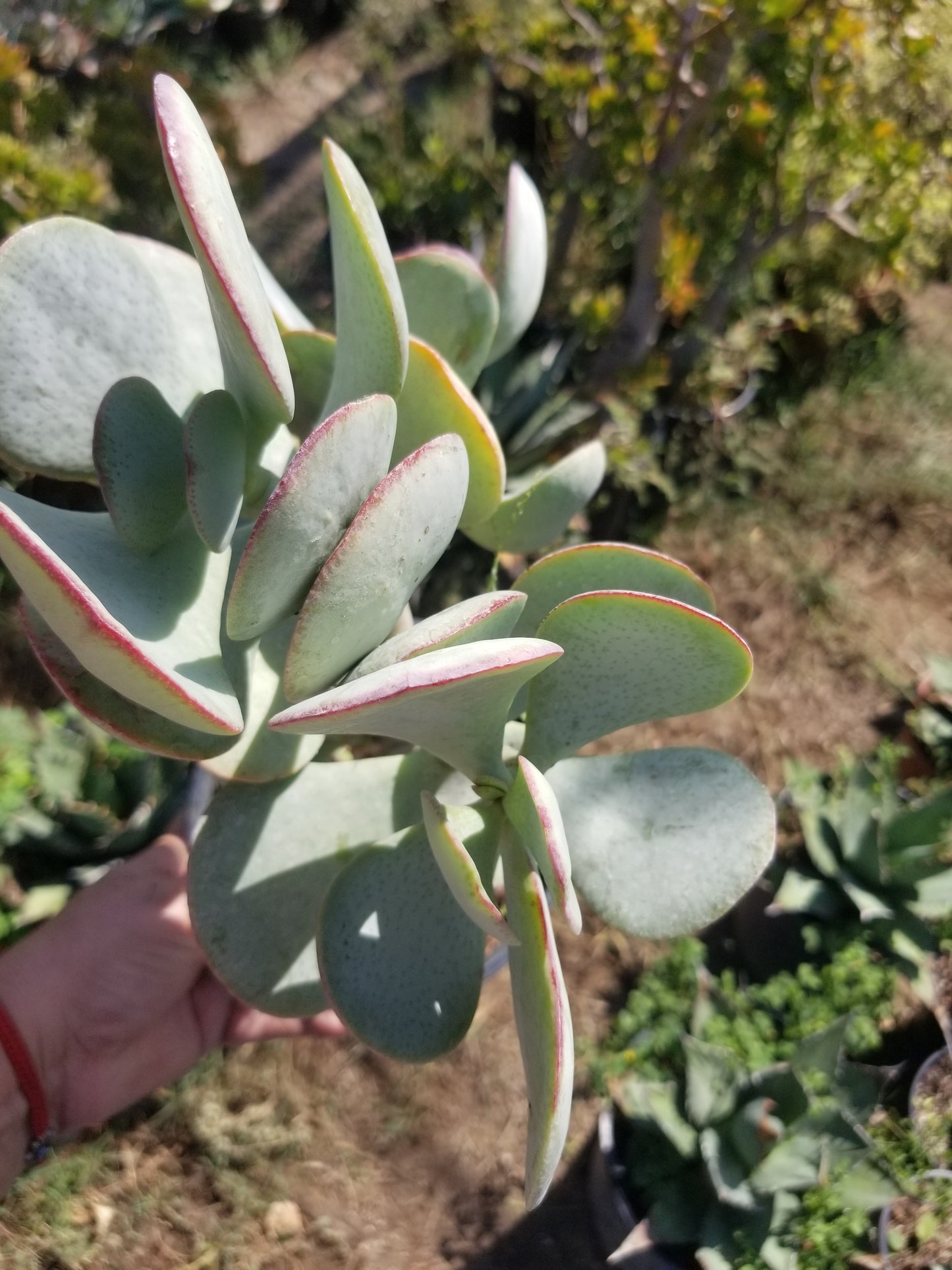 Crassula Arborenscens Tree "Silver Dollar Plant"