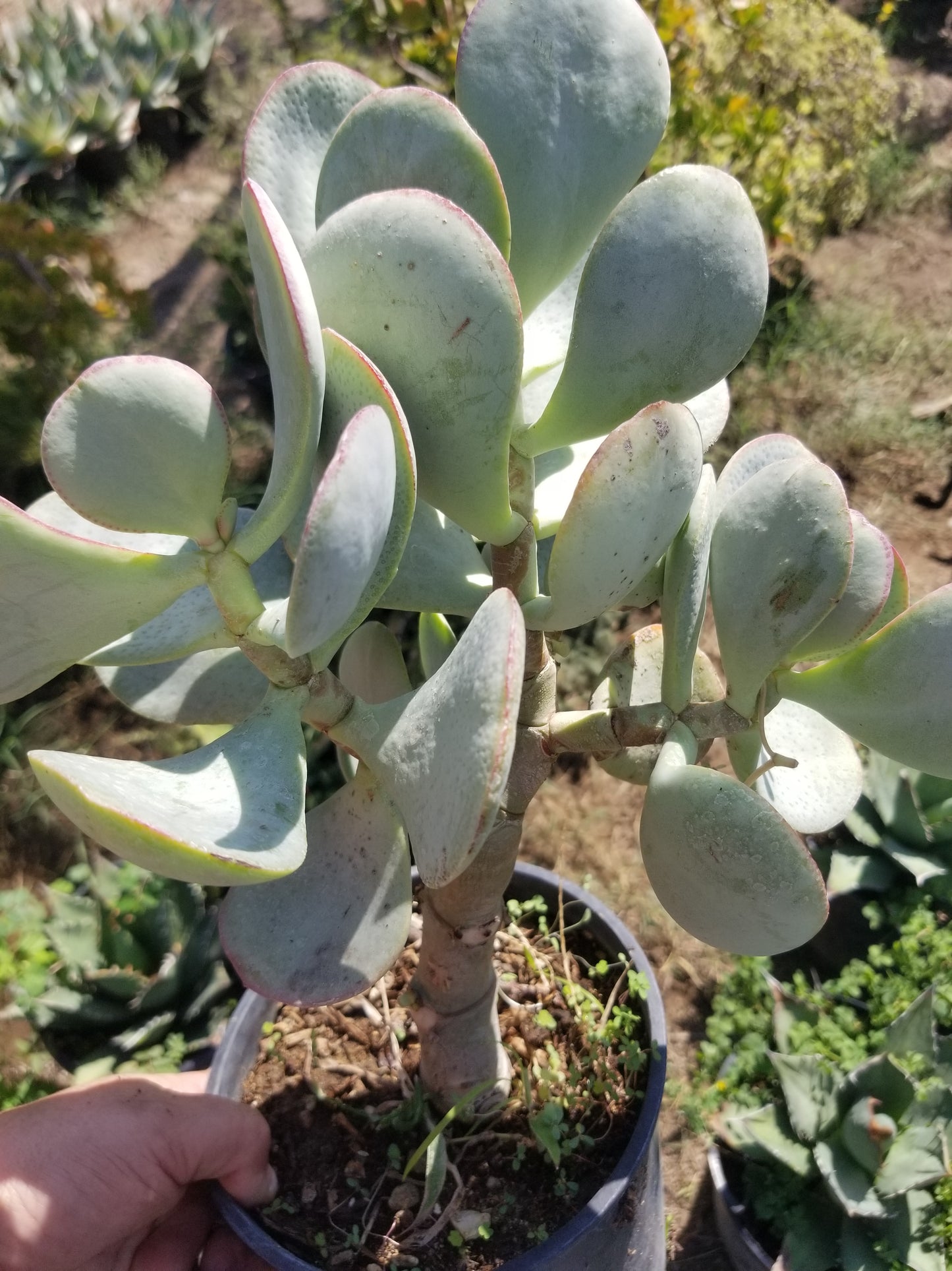 Crassula Arborenscens Tree "Silver Dollar Plant"