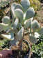 Crassula Arborenscens Tree "Silver Dollar Plant"