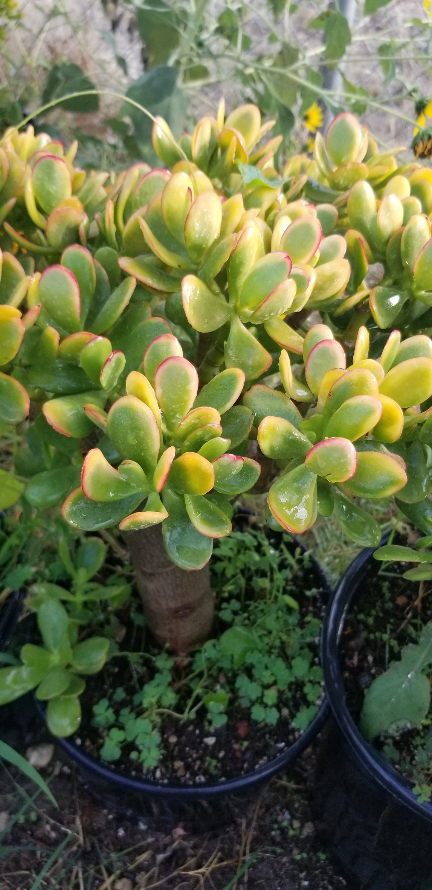 Crassula Ovata Hummel's Sunset Tree (5 gal. Pot)