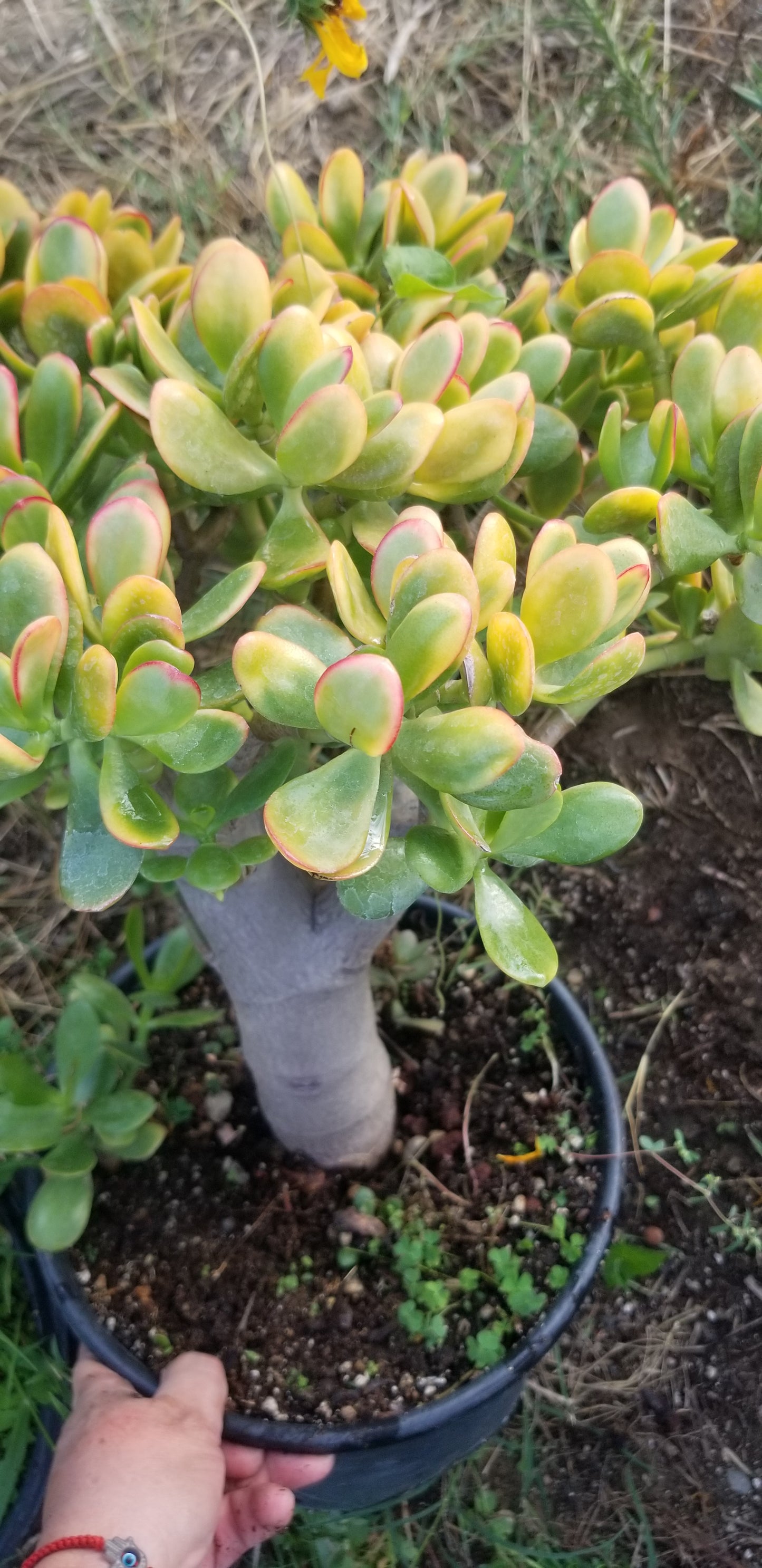 Crassula Ovata Hummel's Sunset Tree (5 gal. Pot)