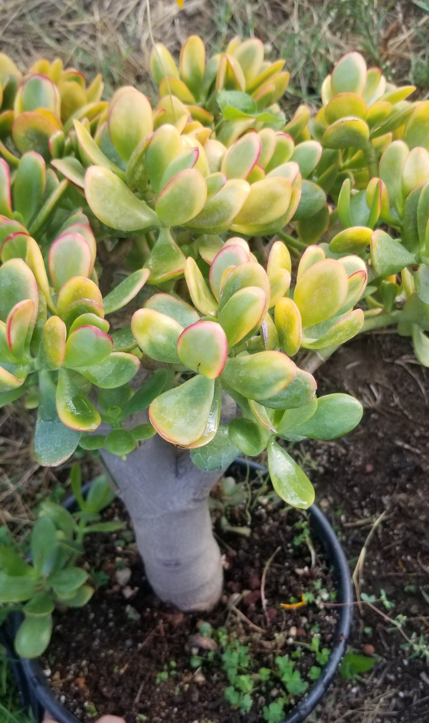 Crassula Ovata Hummel's Sunset Tree (5 gal. Pot)