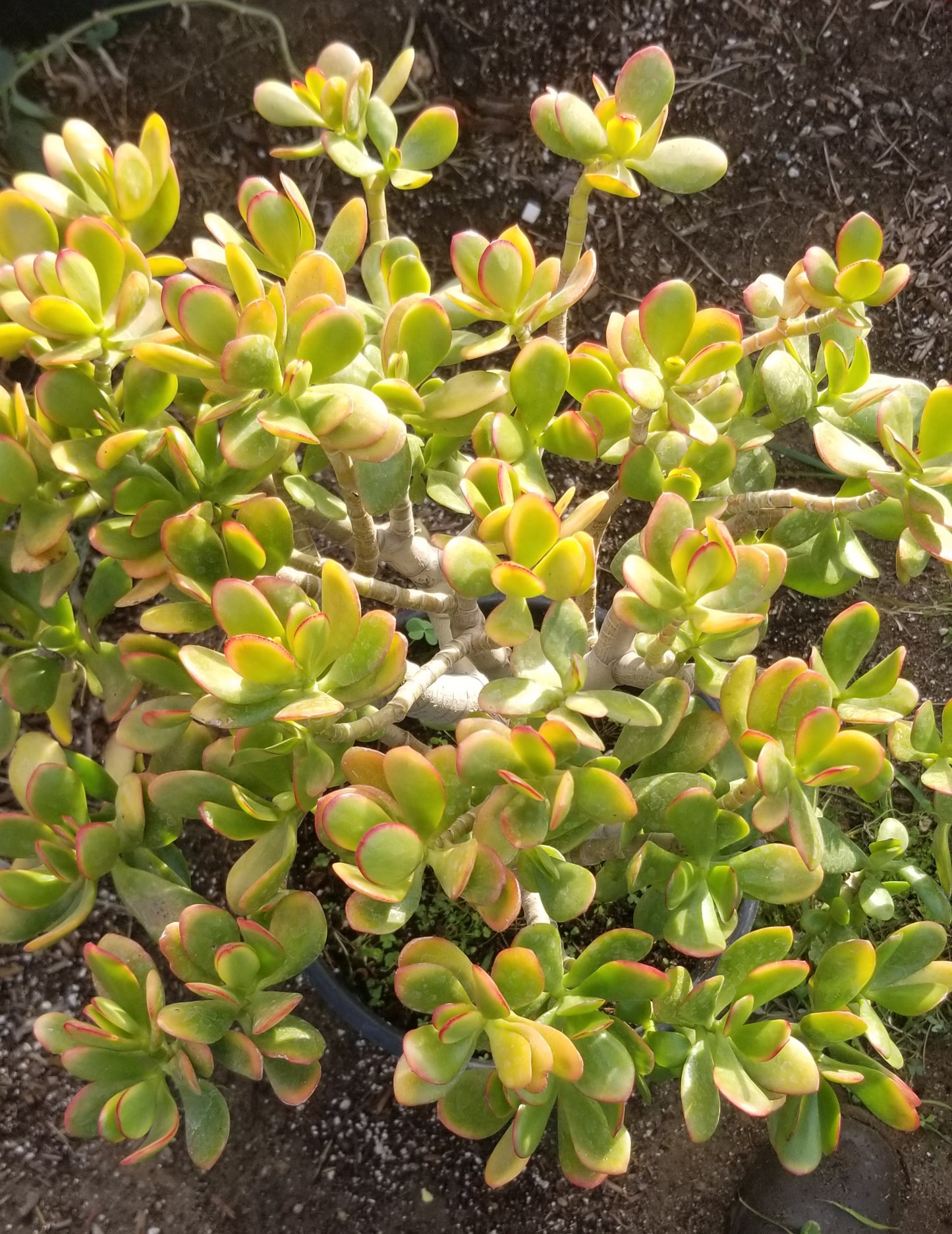 Crassula Ovata Hummel's Sunset Tree (5 gal. Pot)