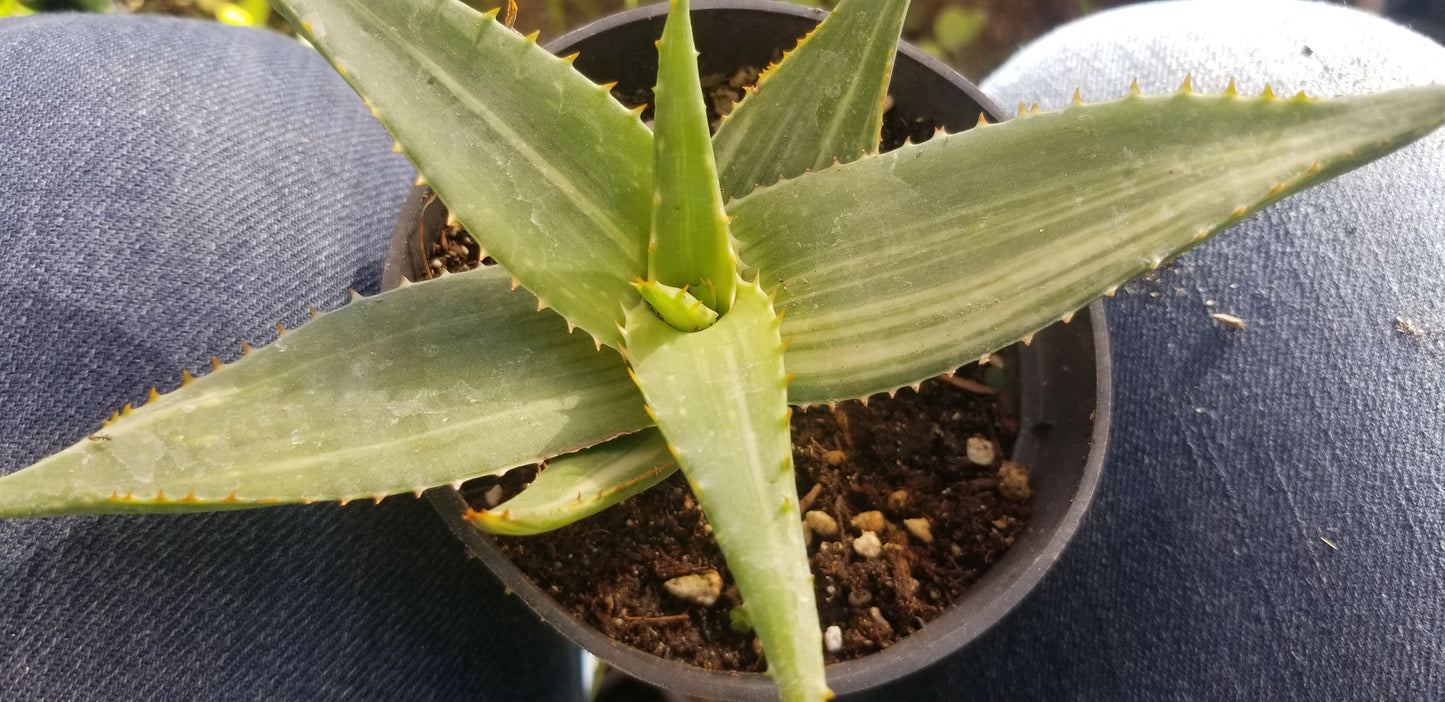 Aloe Saponaria Variegated (4" pot)