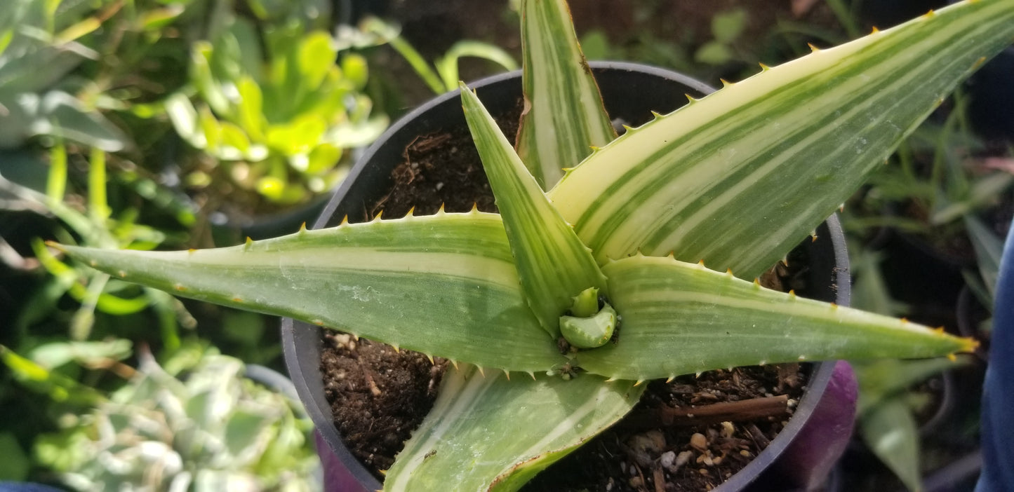 Aloe Saponaria Variegated (4" pot)