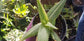 Aloe Saponaria Variegated (4" pot)