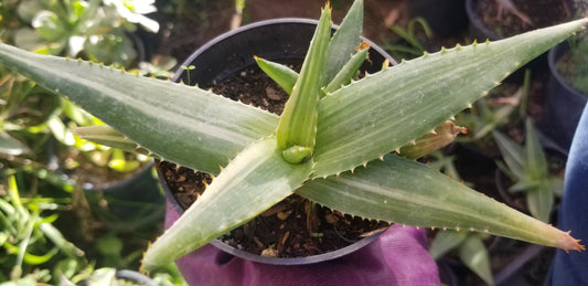 Aloe Saponaria Variegated (4" pot)