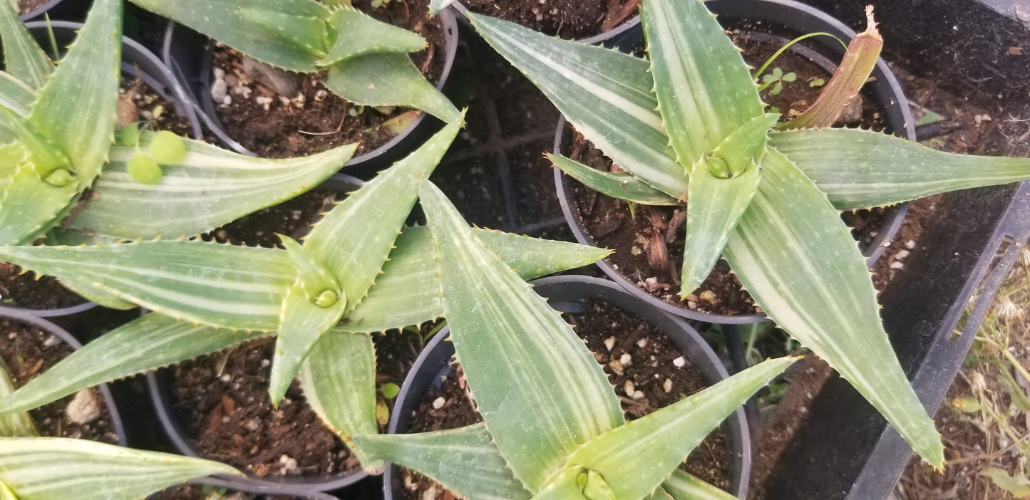 Aloe Saponaria Variegated (4" pot)