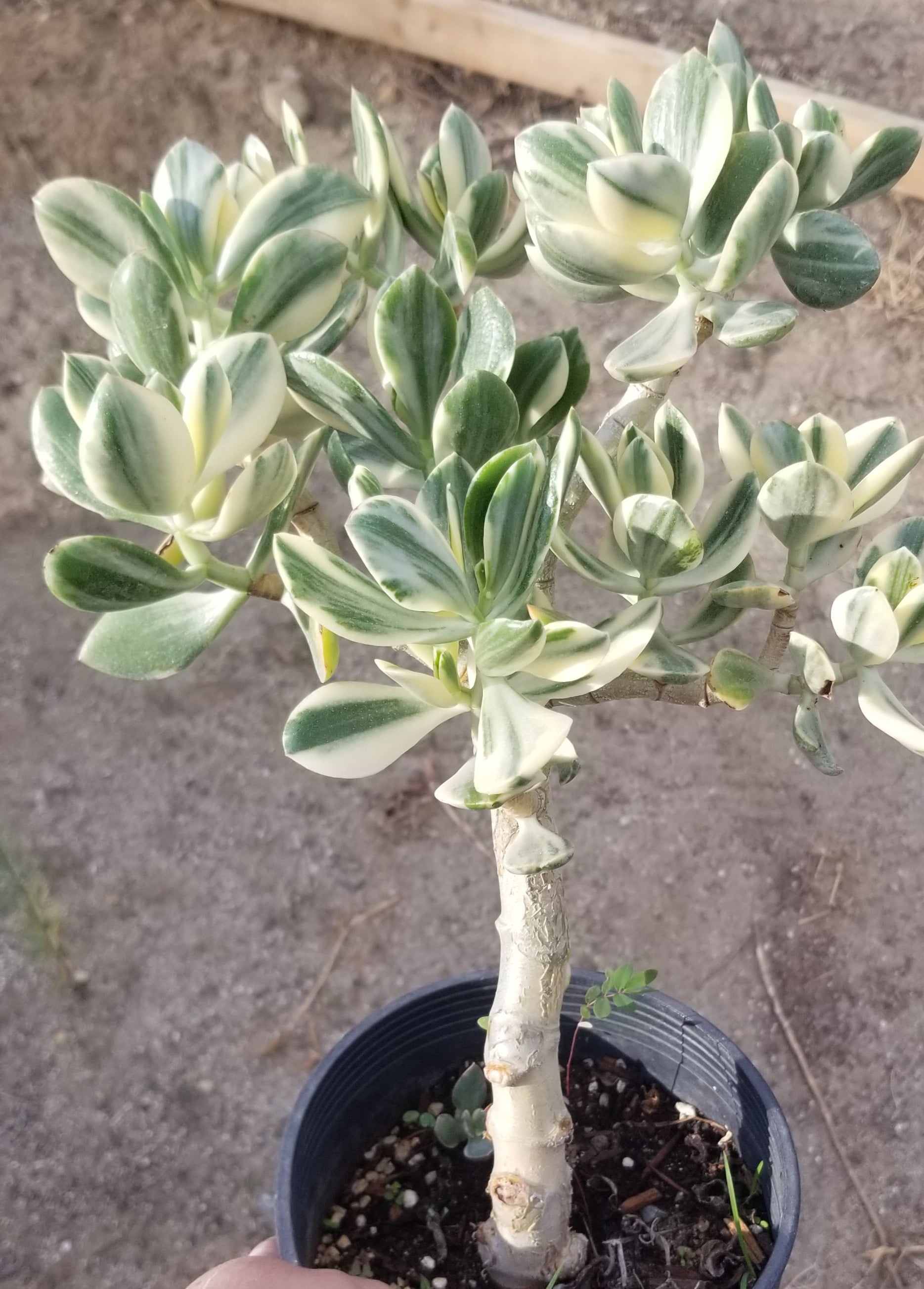 variegated jade plants Variegated Crassula Ovata Jade Tree – Beaultiful Desert Plants
