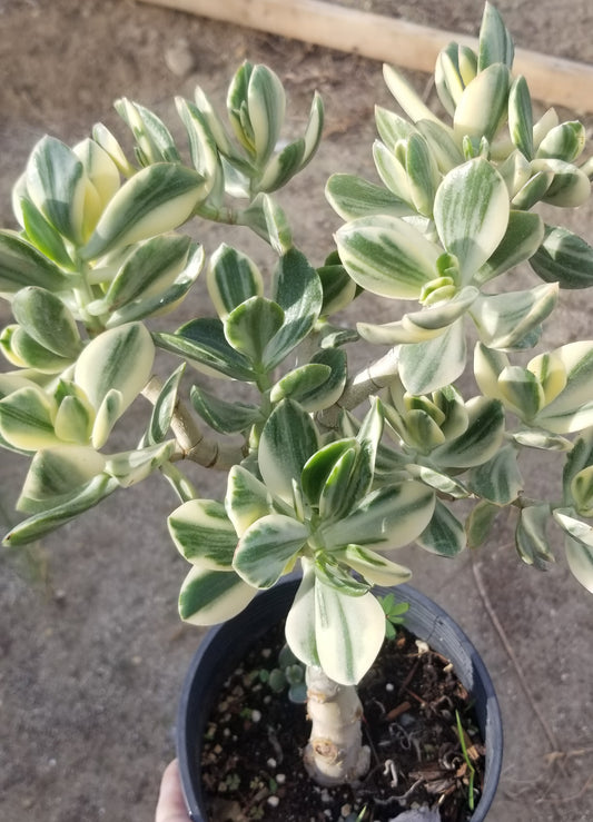 Variegated Crassula Ovata Jade Tree