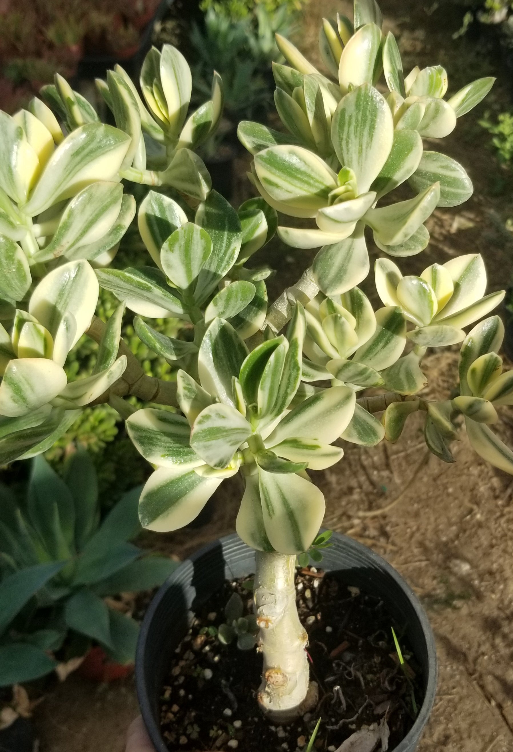 frosted jade plant Variegated Crassula Ovata Jade Tree – Beaultiful Desert Plants