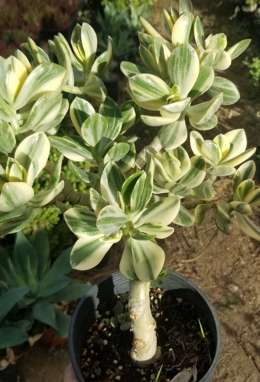 Variegated Crassula Ovata Jade Tree