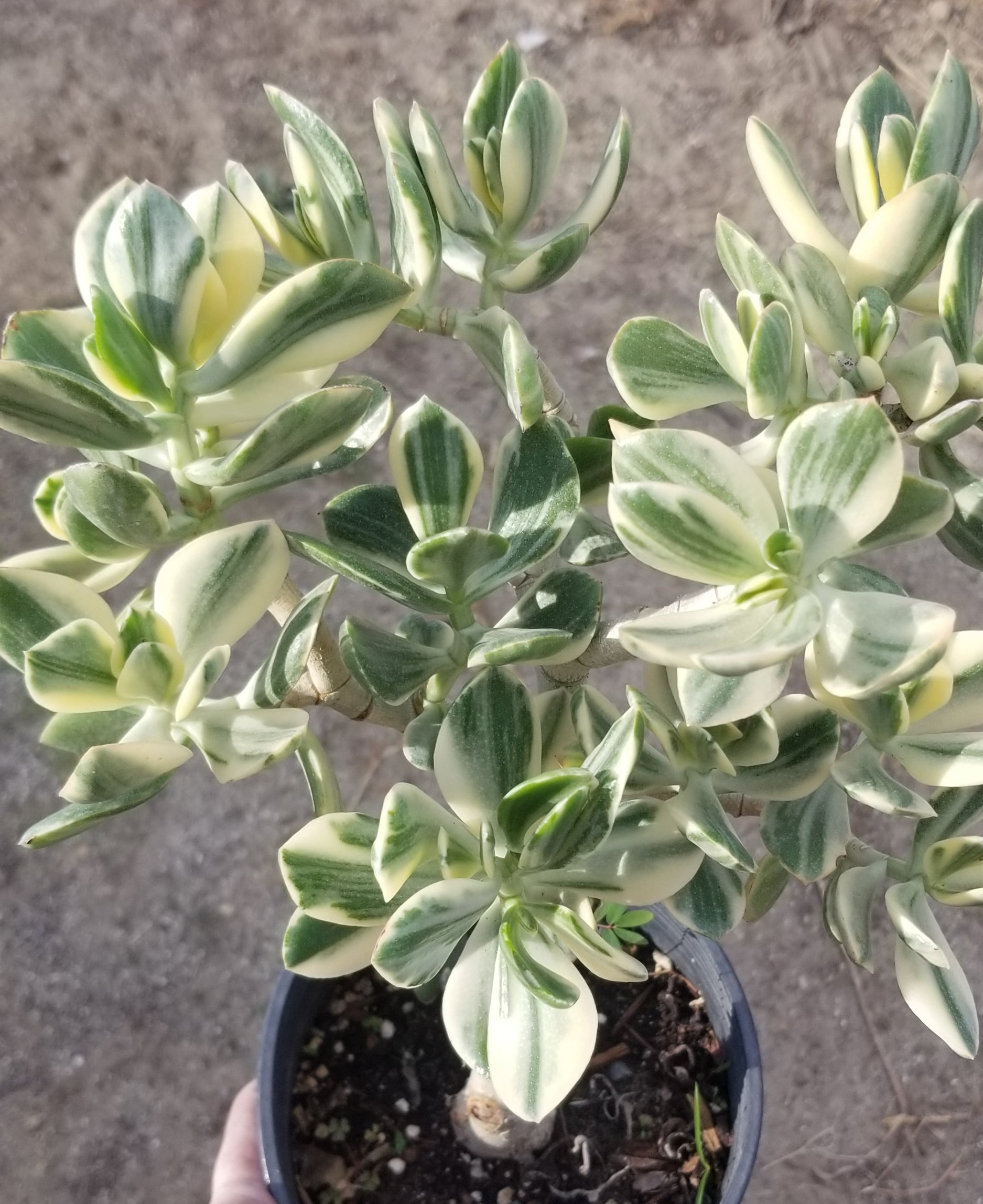 green and white leaf succulent Variegated Crassula Ovata Jade Tree
