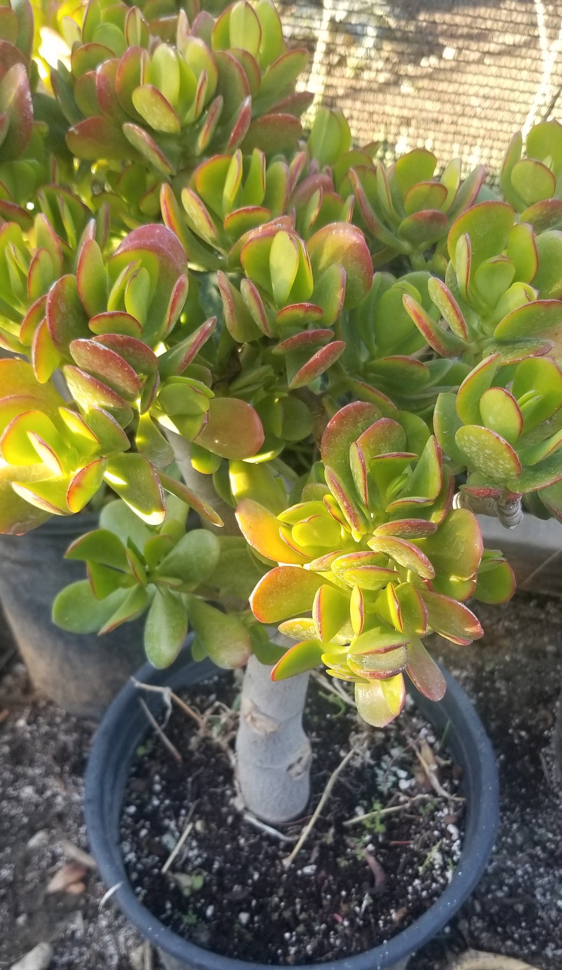 jade plant succulent soil Crassula Ovata Jade Tree – Beaultiful Desert Plants