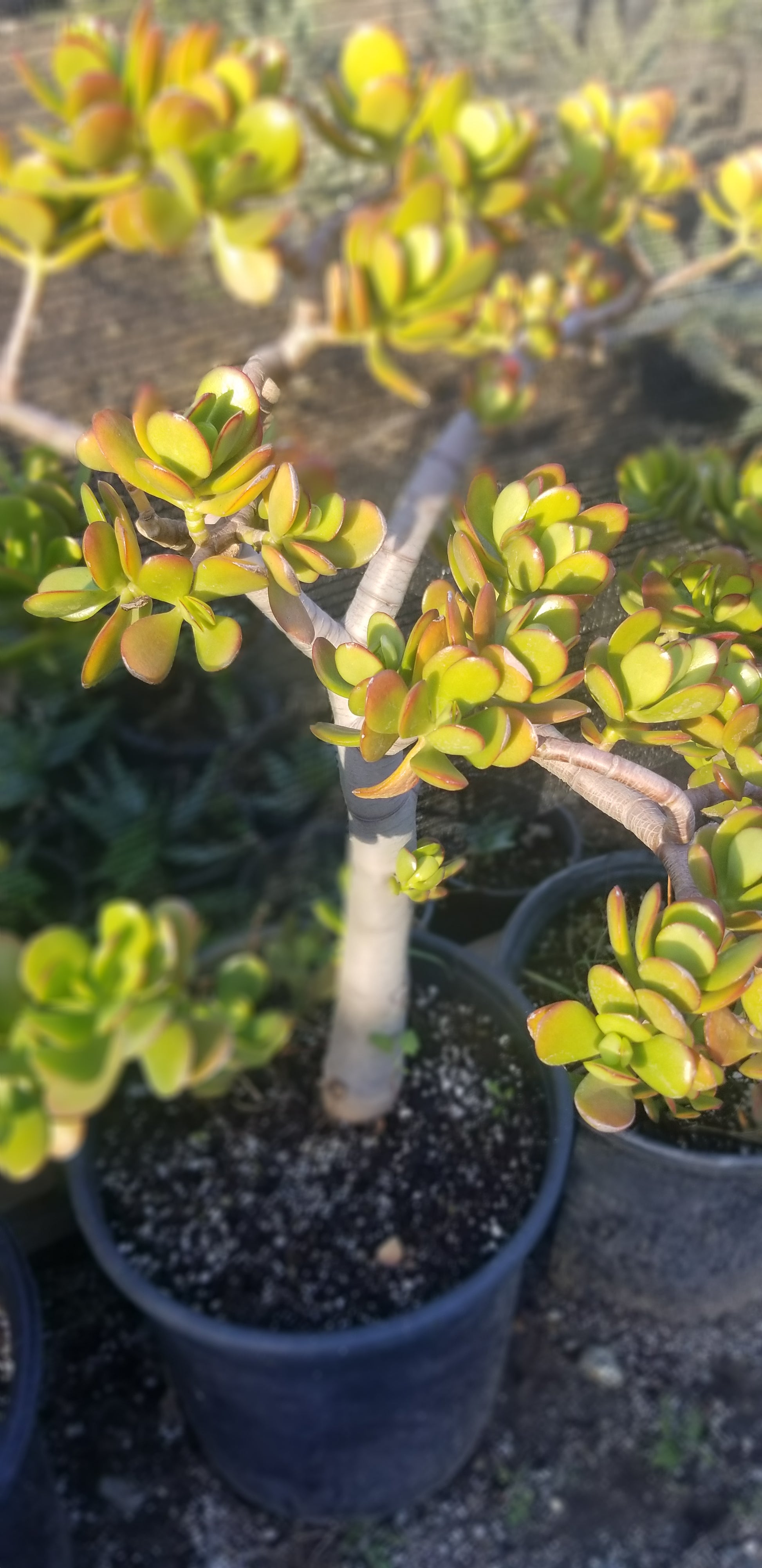 where to buy a jade plant near me Crassula Ovata Jade Tree