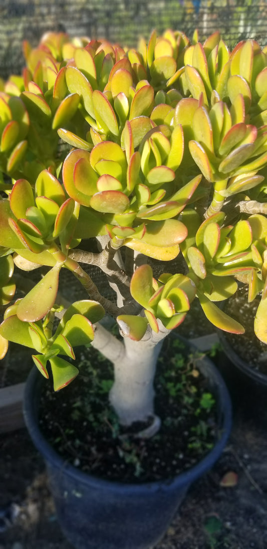 Crassula Ovata Jade Tree