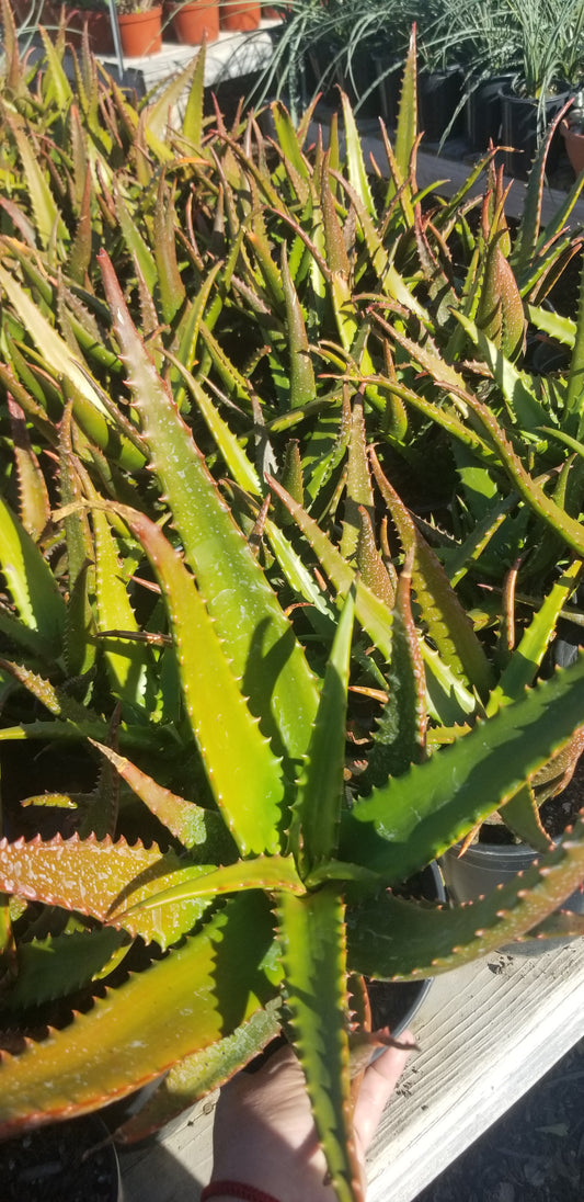 Aloe Cameronii