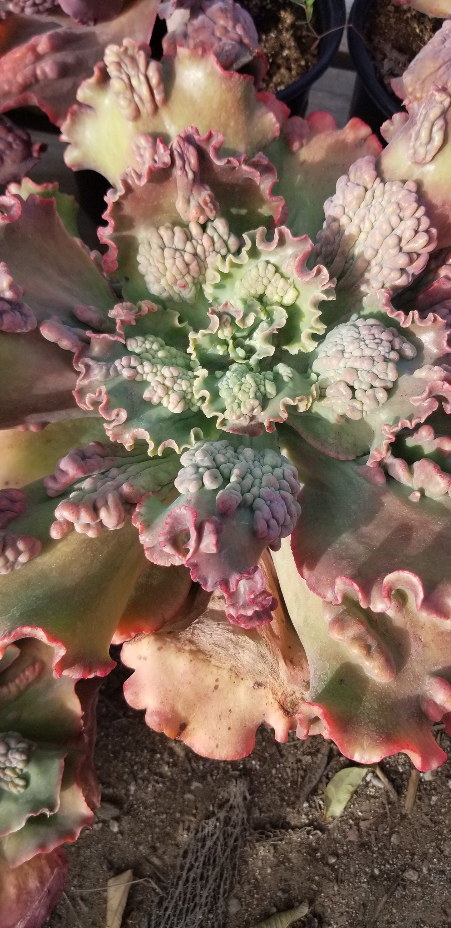 Echeveria Edna Hybrid