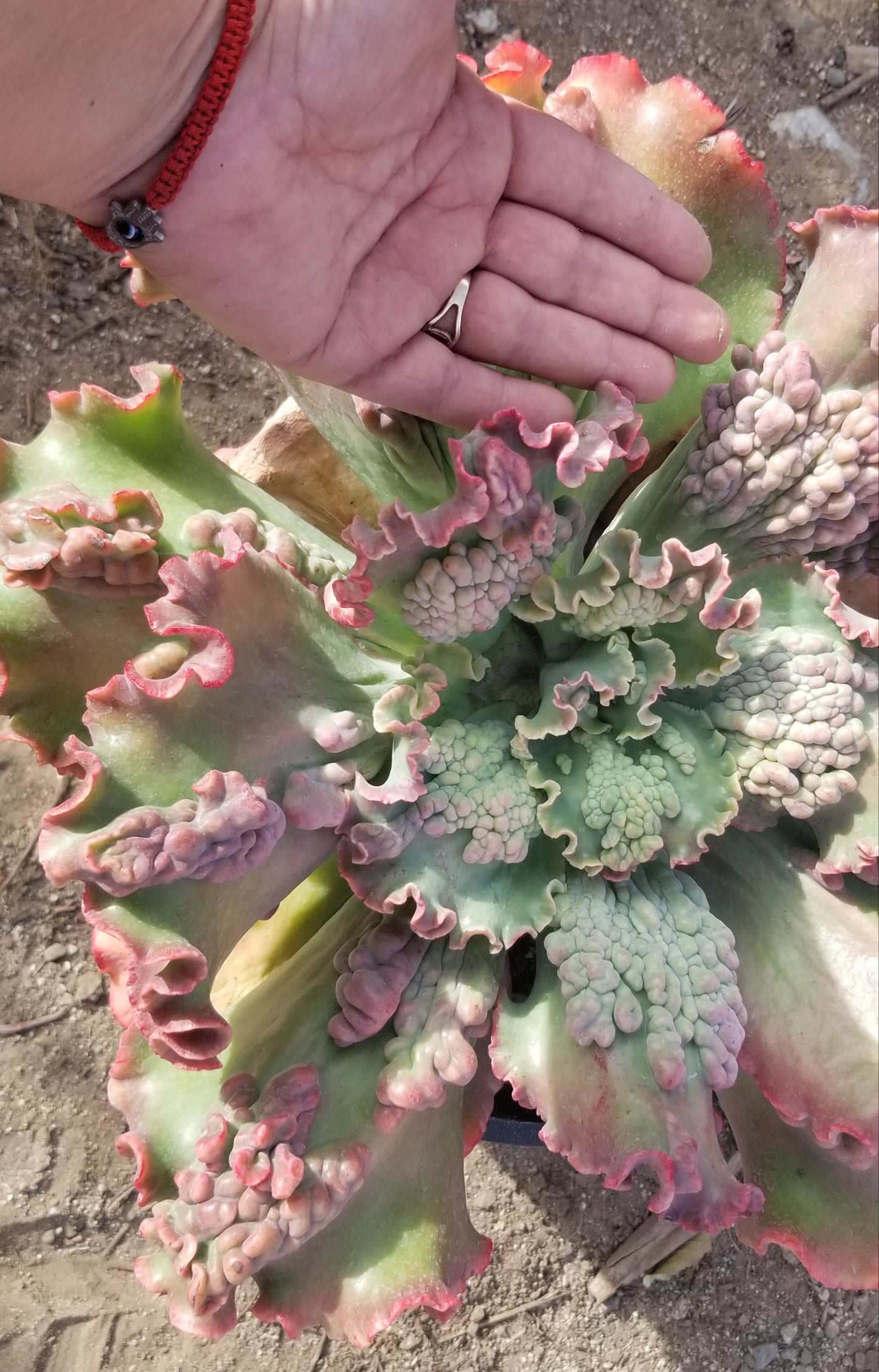 Echeveria Edna Hybrid