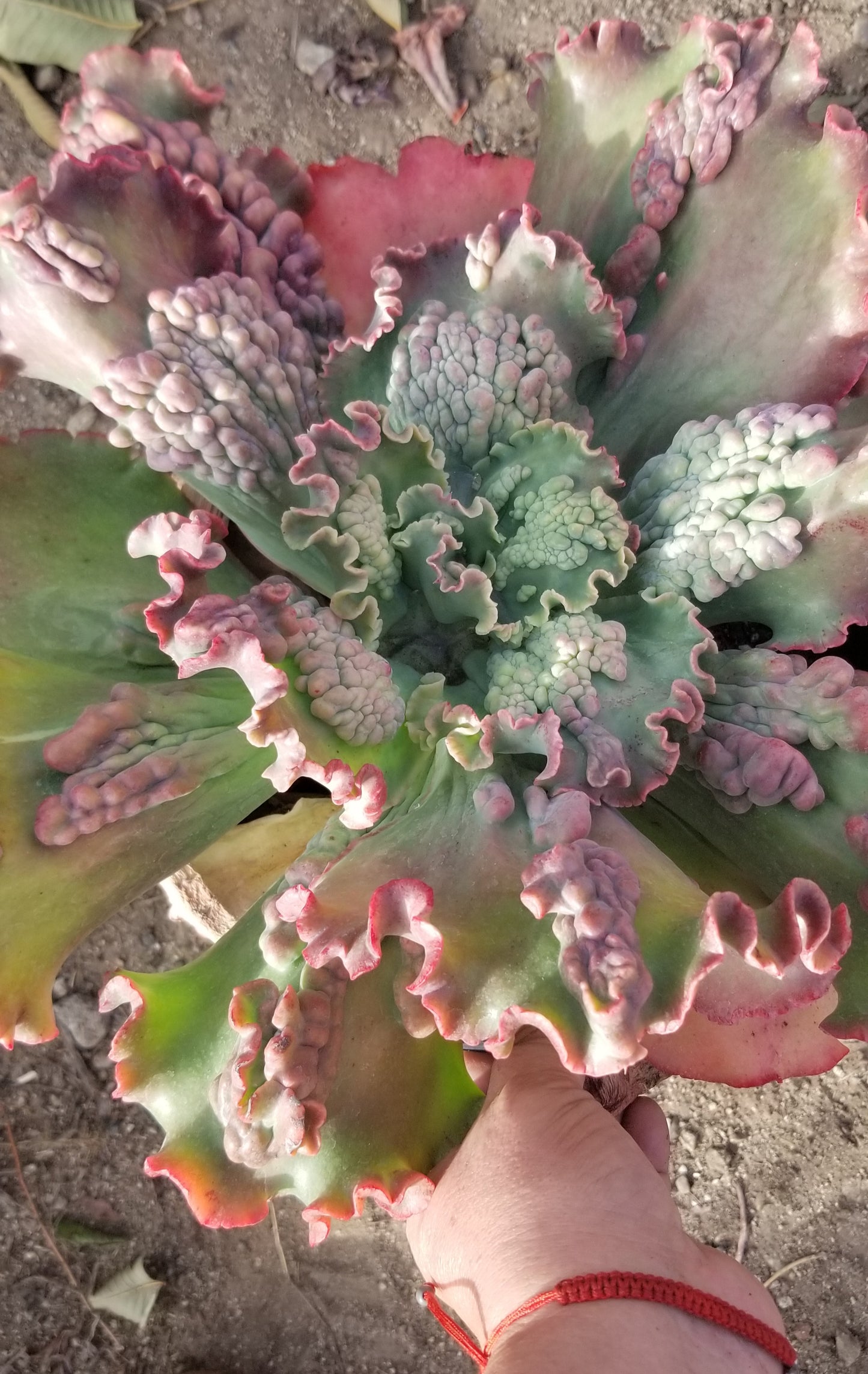 Echeveria Edna Hybrid