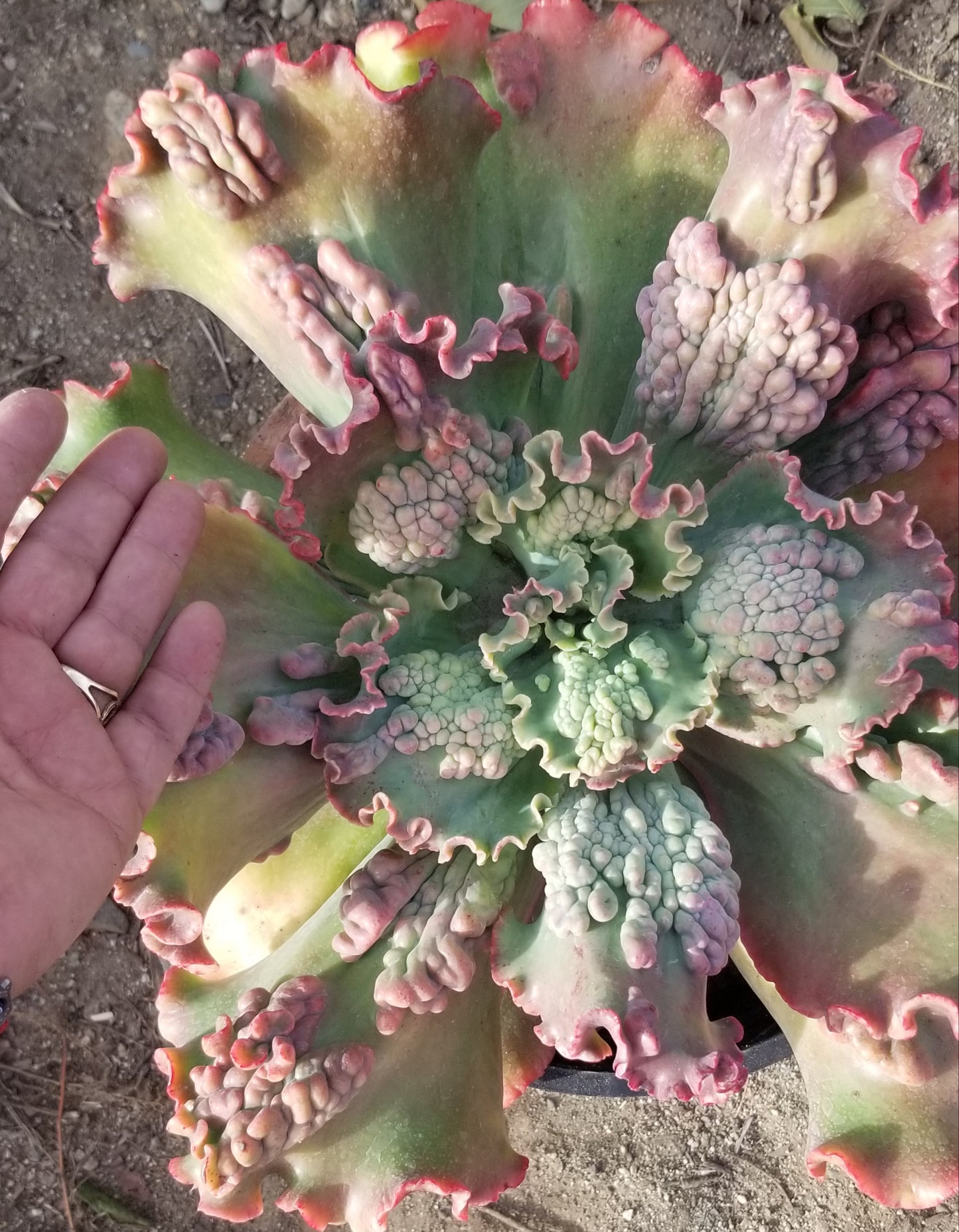 Echeveria Edna Hybrid