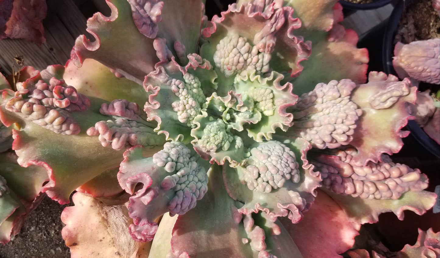 Echeveria Edna Hybrid